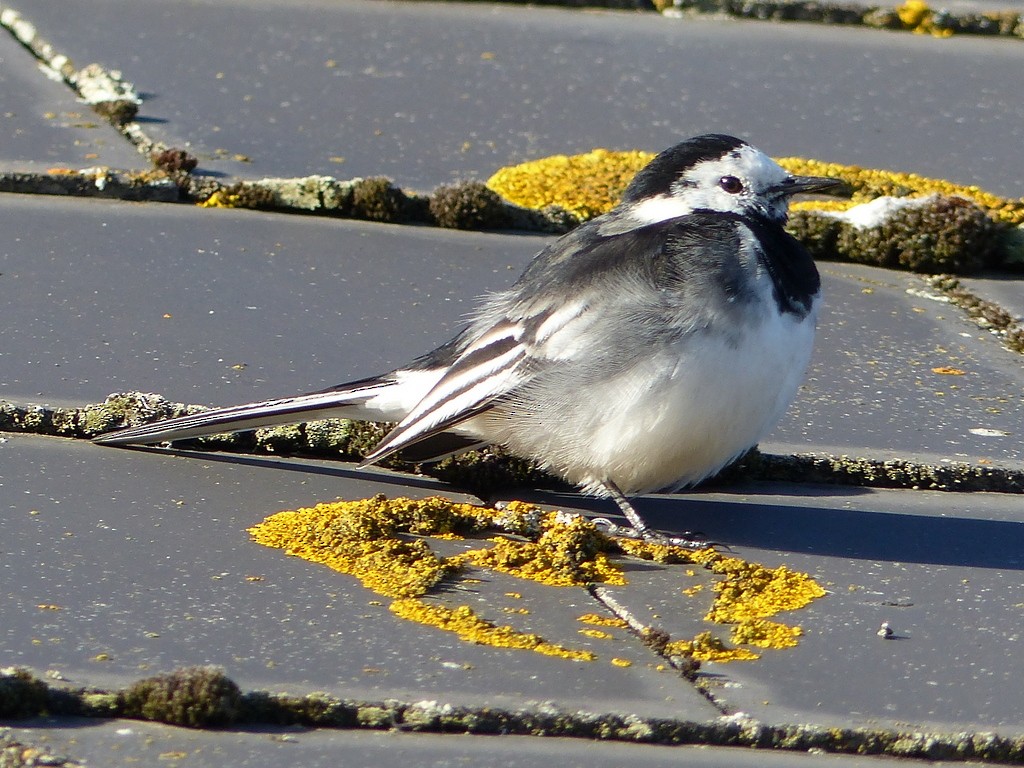 White Wagtail (British) - ML26787201