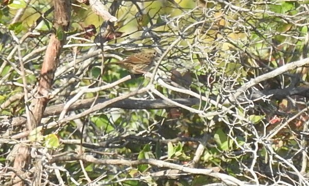 Lincoln's Sparrow - ML267874461