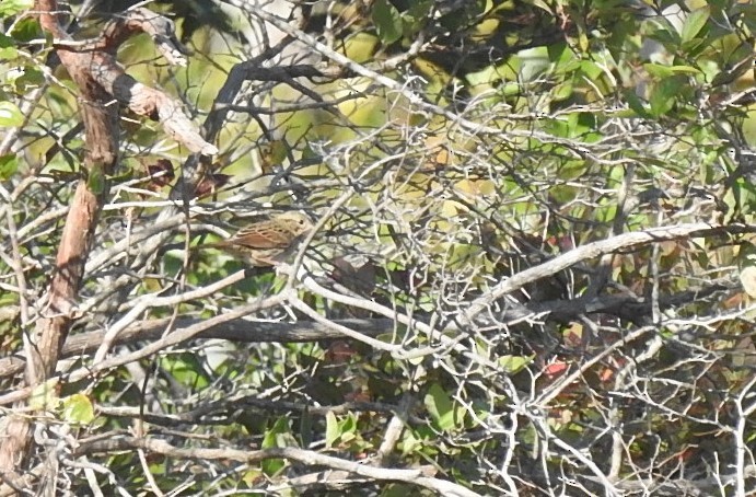 Lincoln's Sparrow - ML267874931