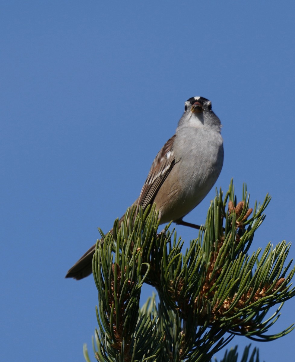 White-crowned Sparrow - ML267875271