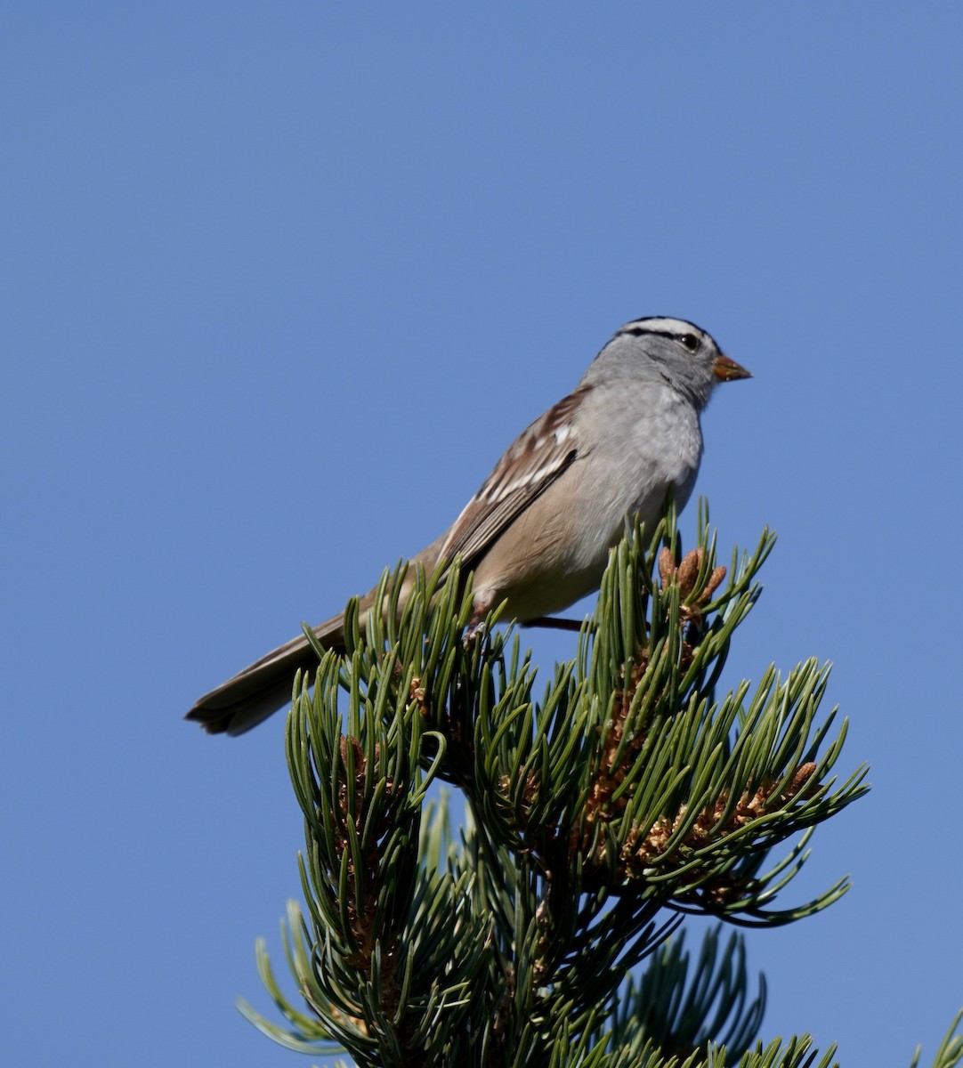 White-crowned Sparrow - ML267875341