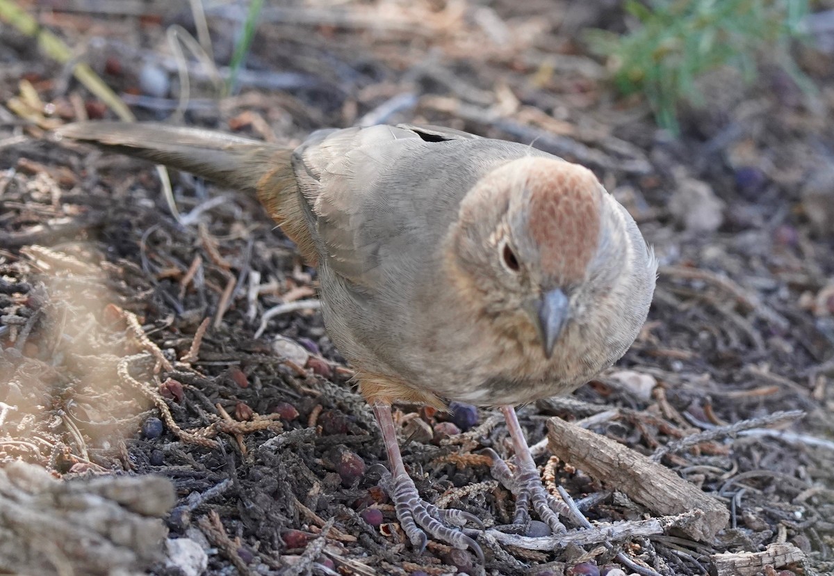 Canyon Towhee - ML267877561