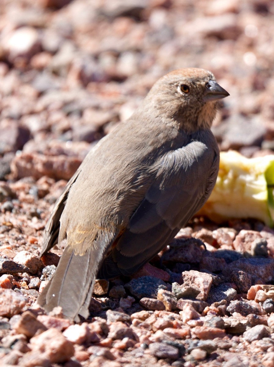 Canyon Towhee - ML267877791