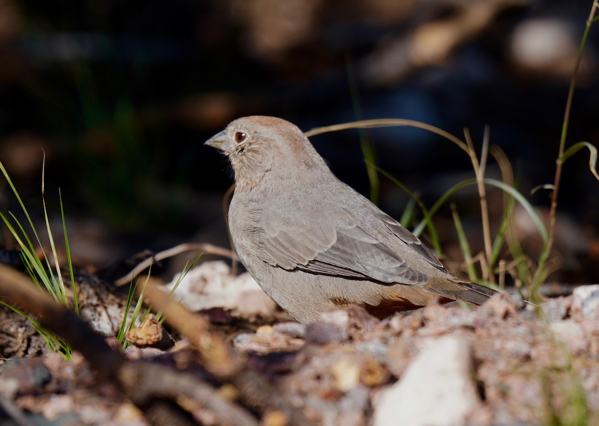 Canyon Towhee - ML267877851