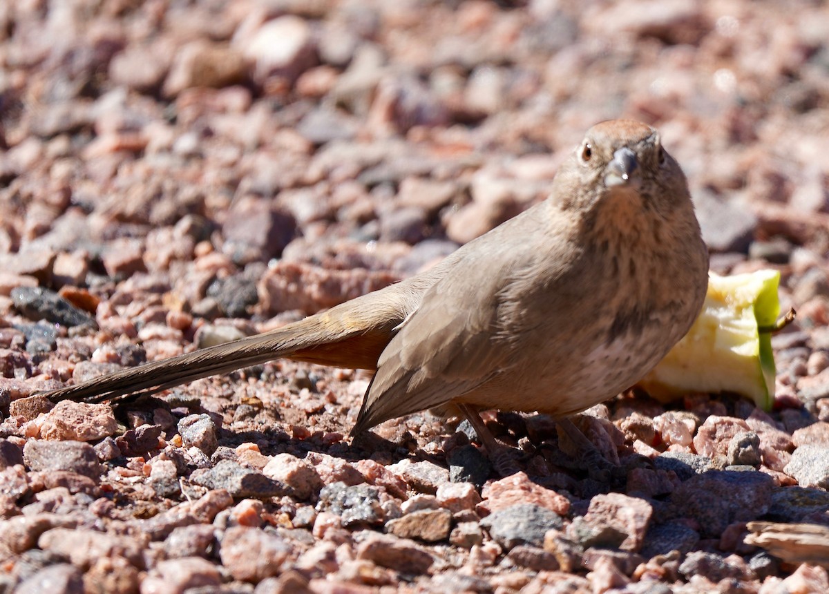 Canyon Towhee - ML267878521