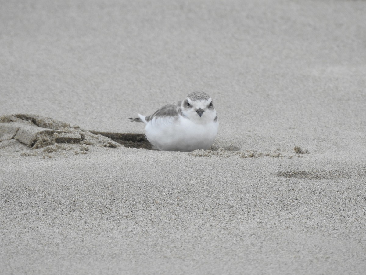 Snowy Plover - ML267879041