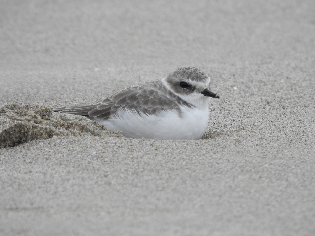 Snowy Plover - ML267879051