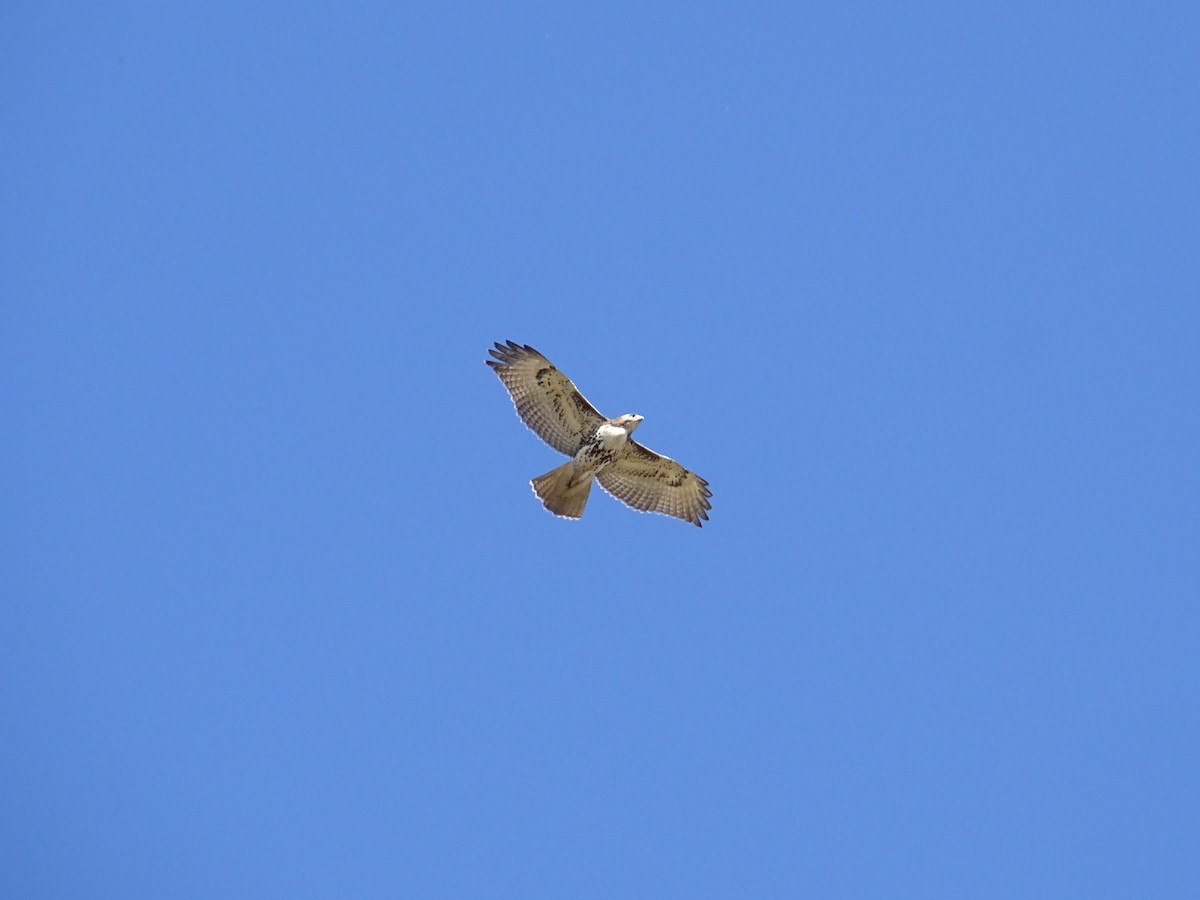 Red-tailed Hawk - ML267879701