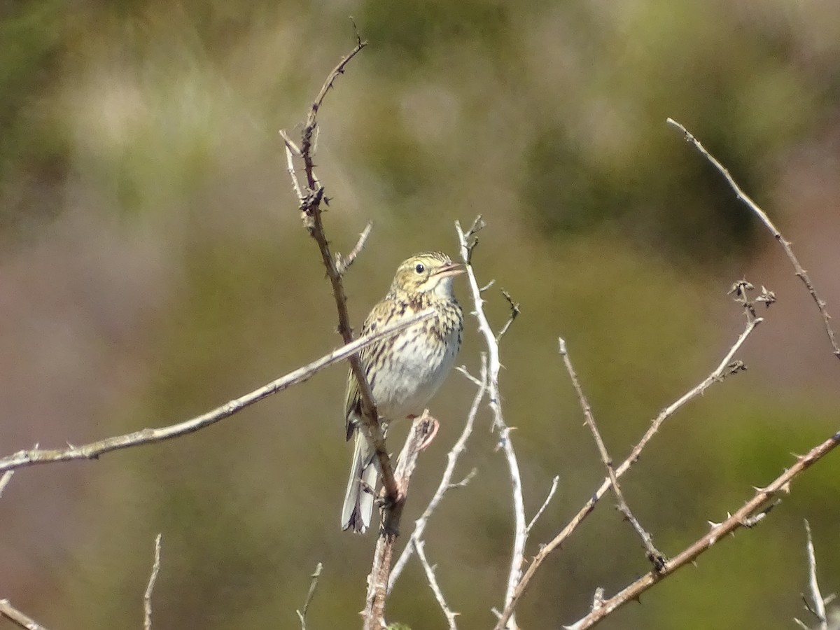 Correndera Pipit - ML267879991