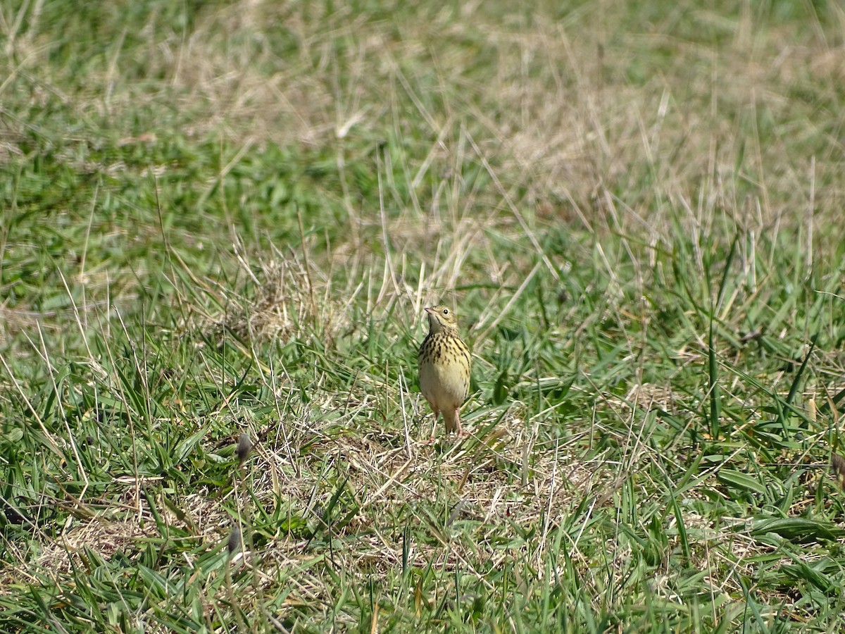 Correndera Pipit - ML267880261