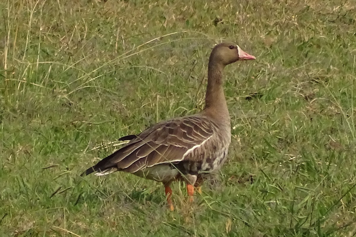 Greater White-fronted Goose - ML267880511