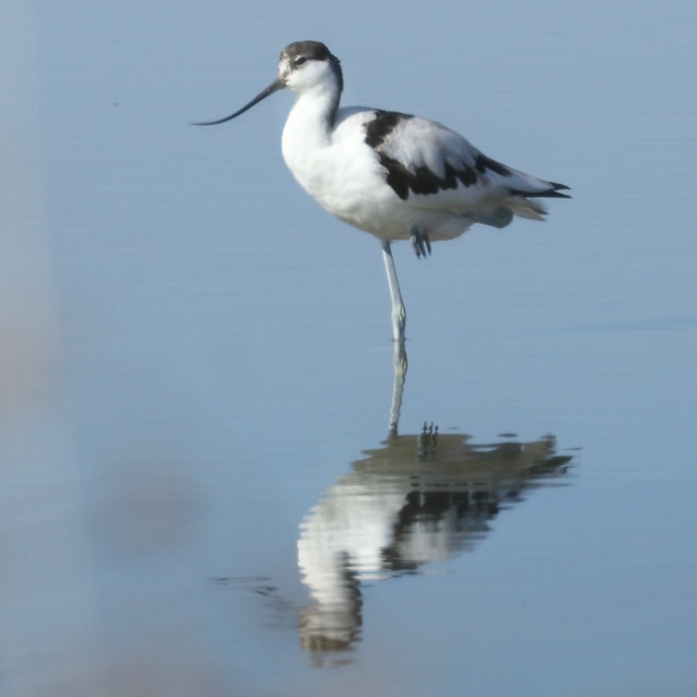 Pied Avocet - Jaime Pires