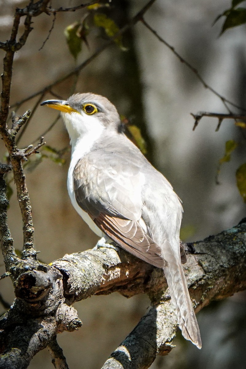 Yellow-billed Cuckoo - ML267882751