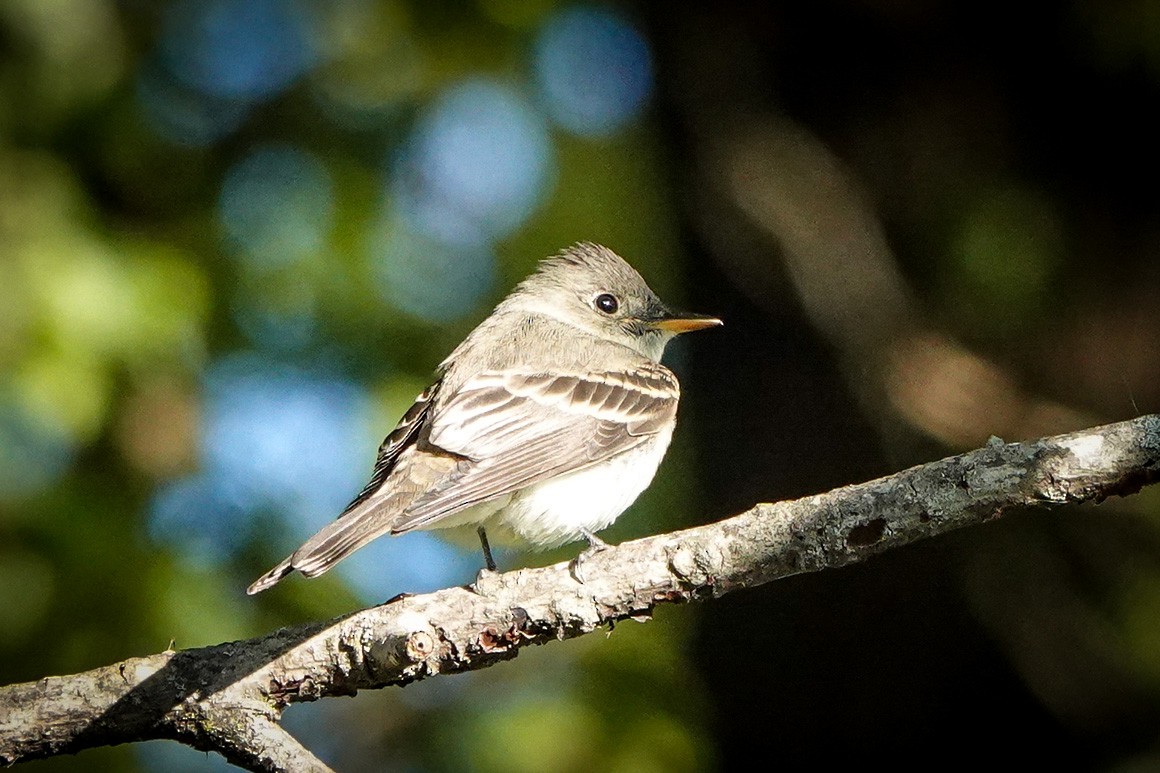 Eastern Wood-Pewee - ML267883481