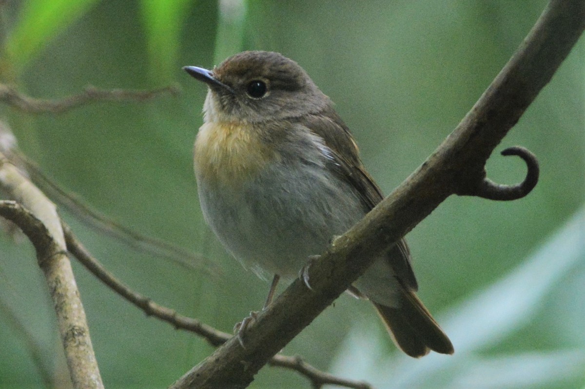 Indochinese Blue Flycatcher - David Hollie