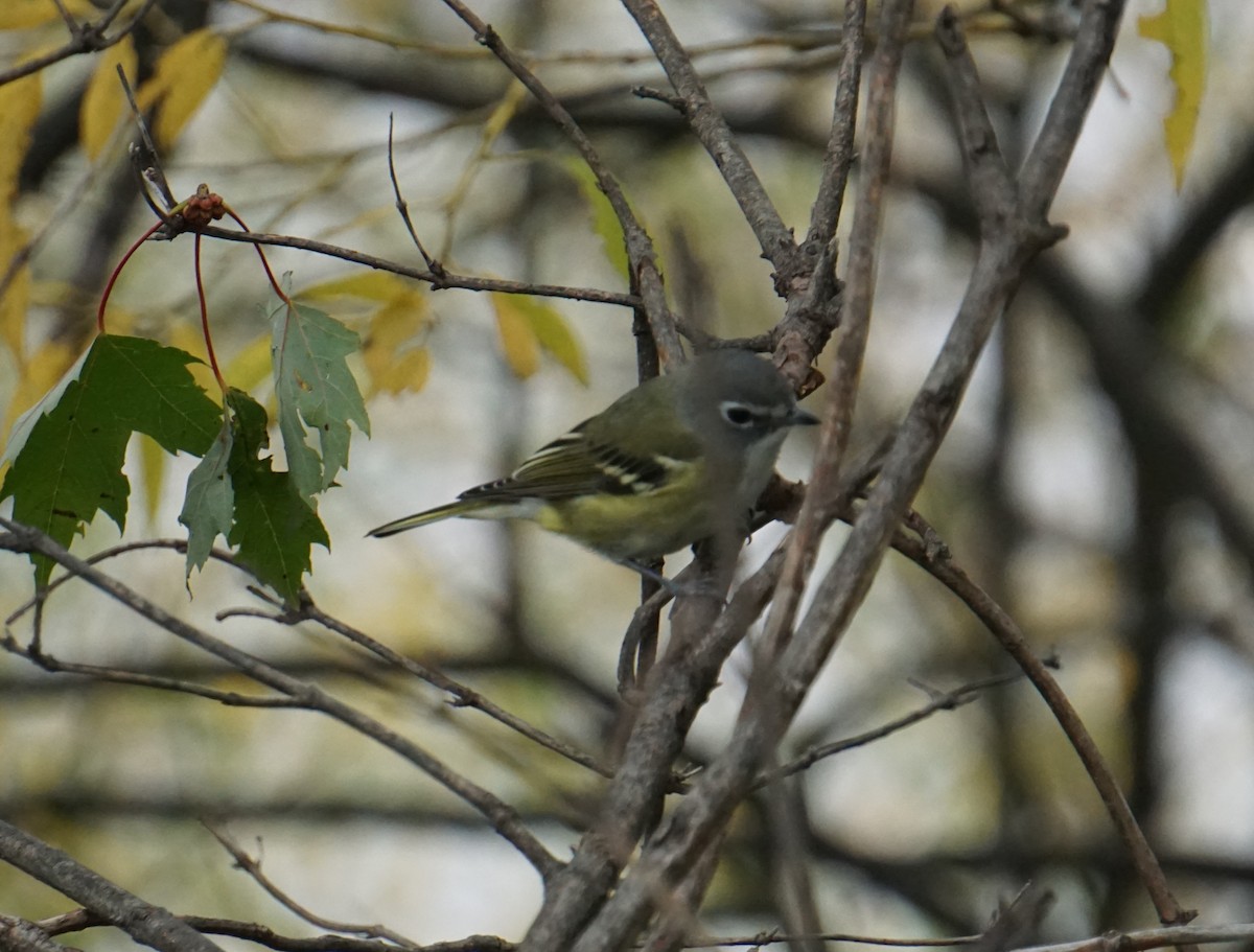 Bireo buru-urdina - ML267883991