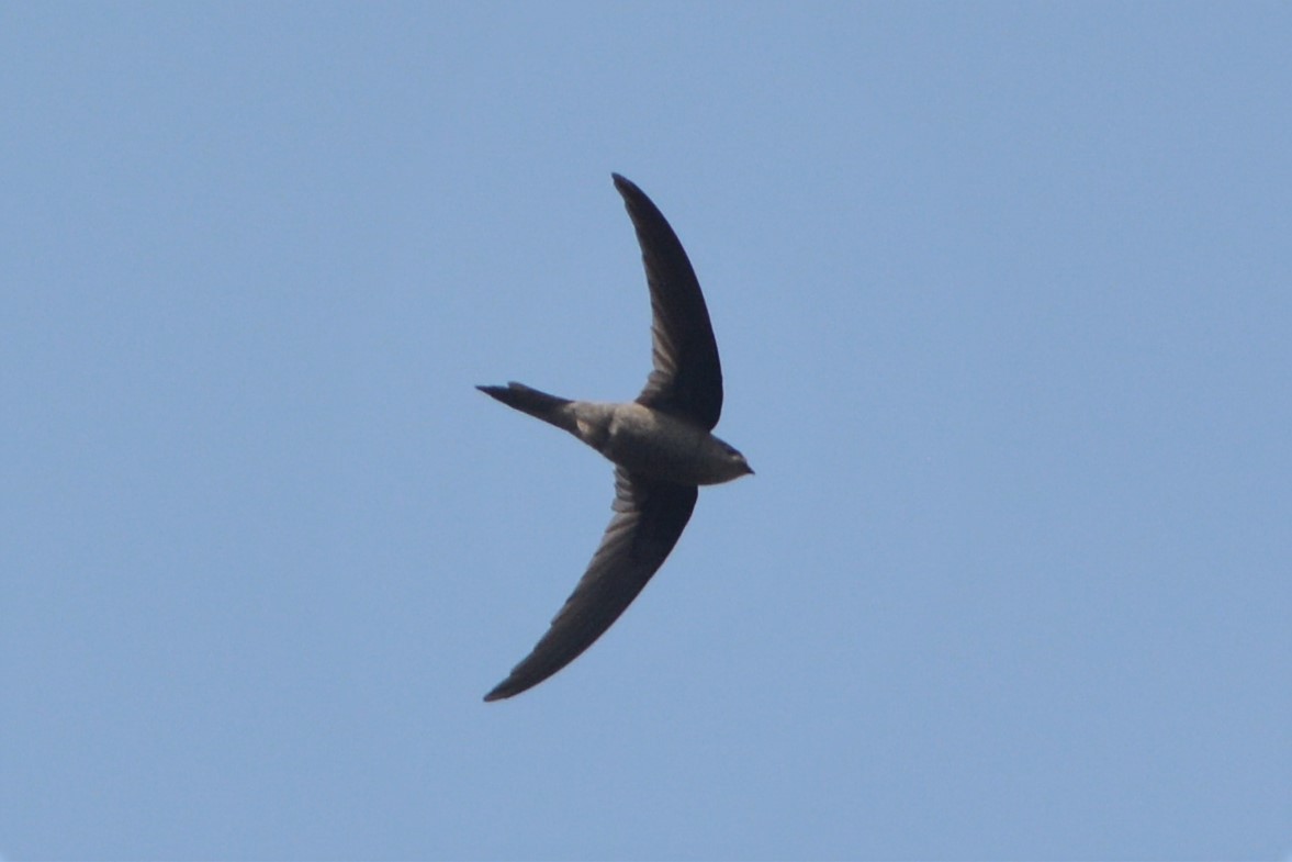 Asian Palm Swift - ML26788471