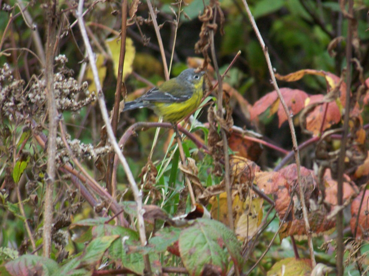 Magnolia Warbler - ML267885761