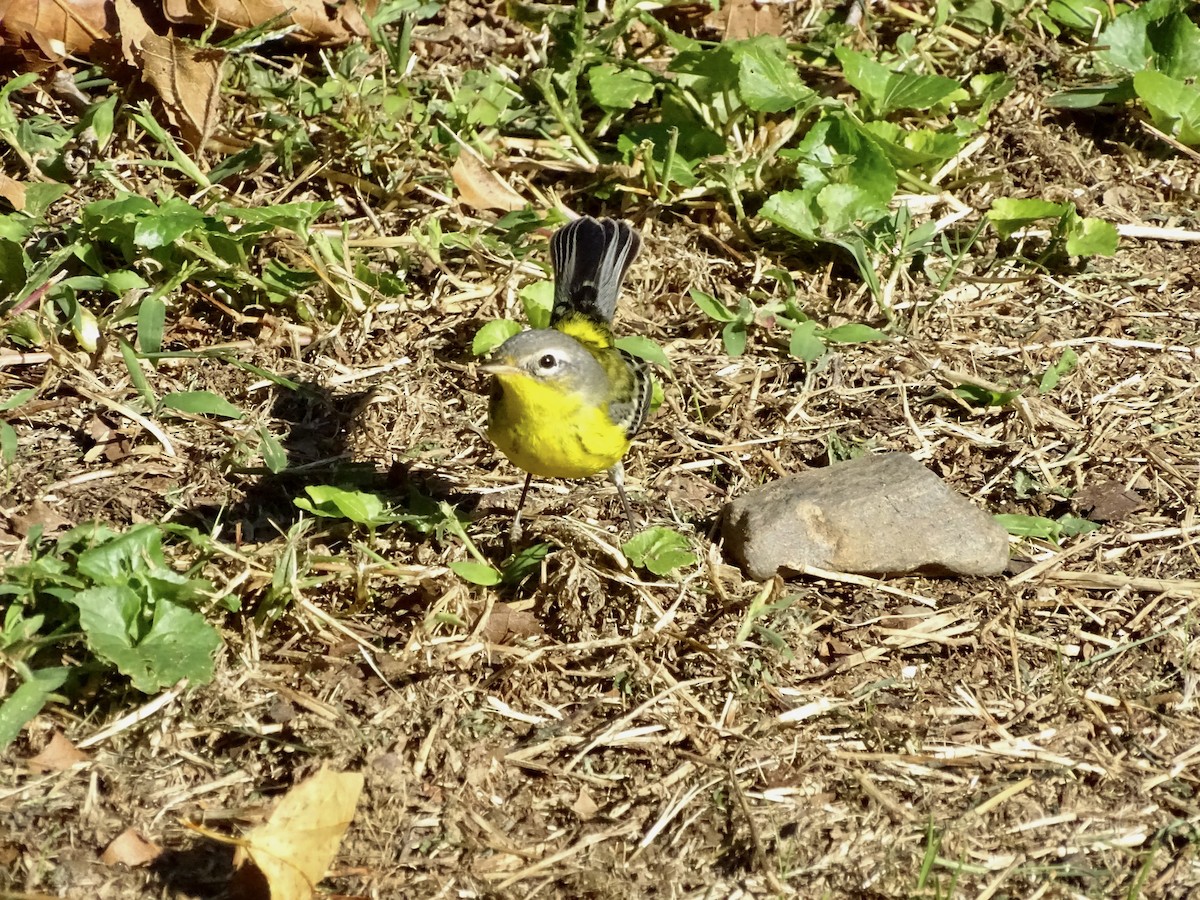 Magnolia Warbler - ML267885821