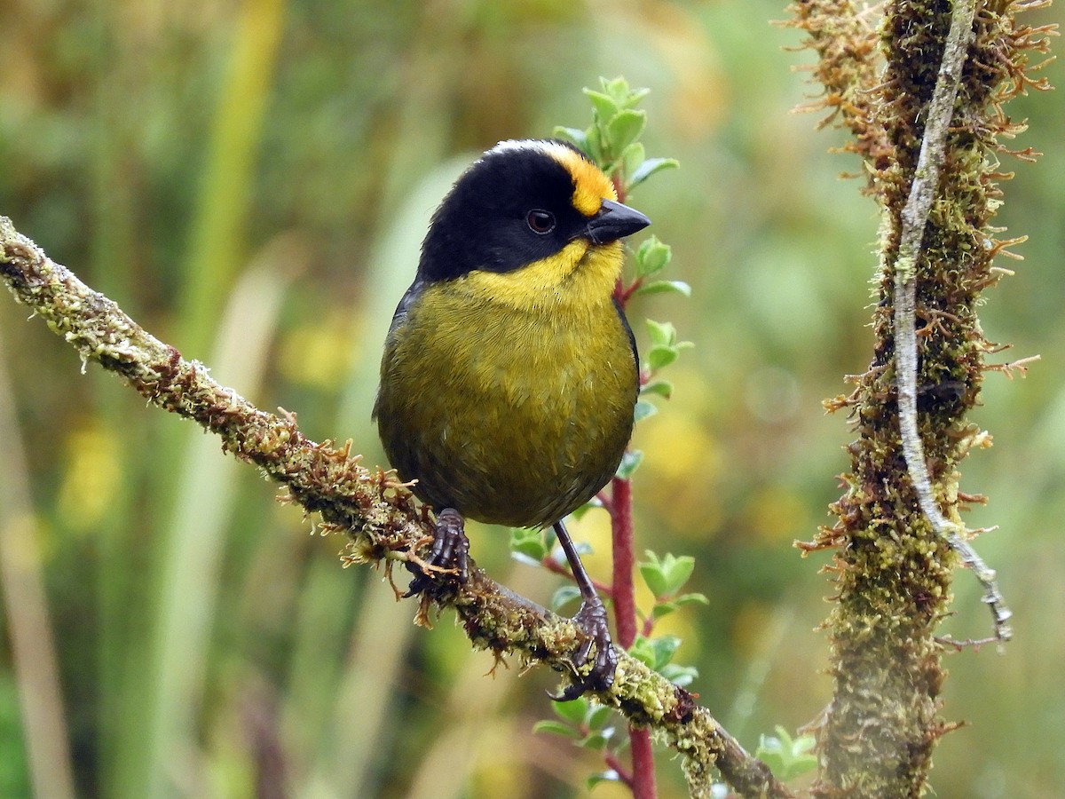 Pale-naped Brushfinch - ML267889171