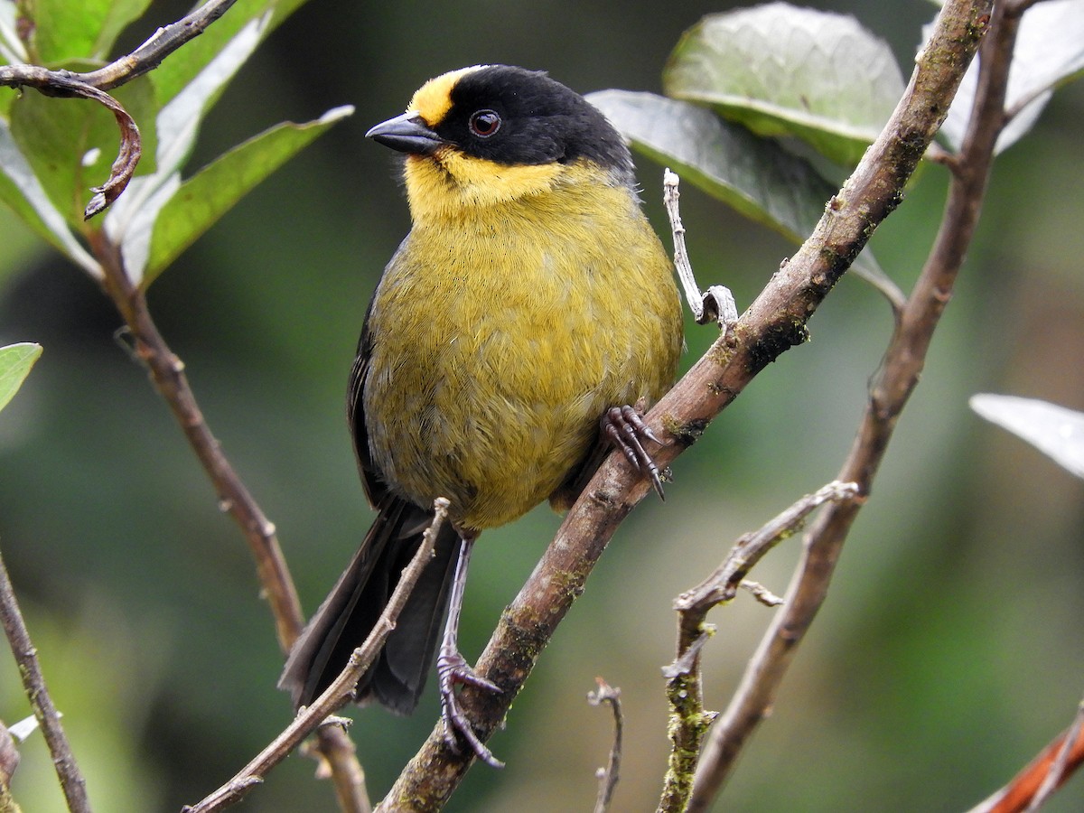 Pale-naped Brushfinch - ML267889201