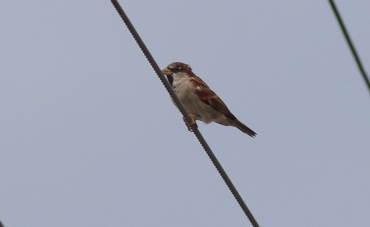 House Sparrow - ML267891591