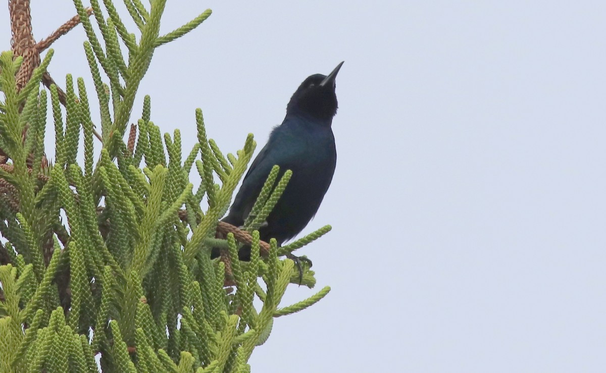 Boat-tailed Grackle - ML267891841