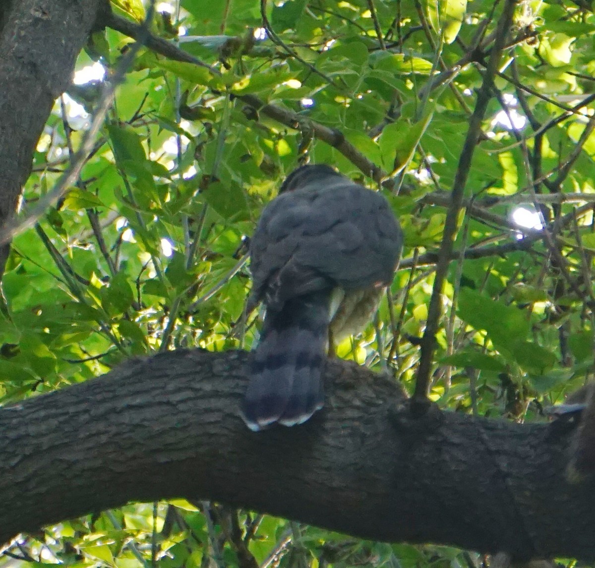 Cooper's Hawk - ML267892511