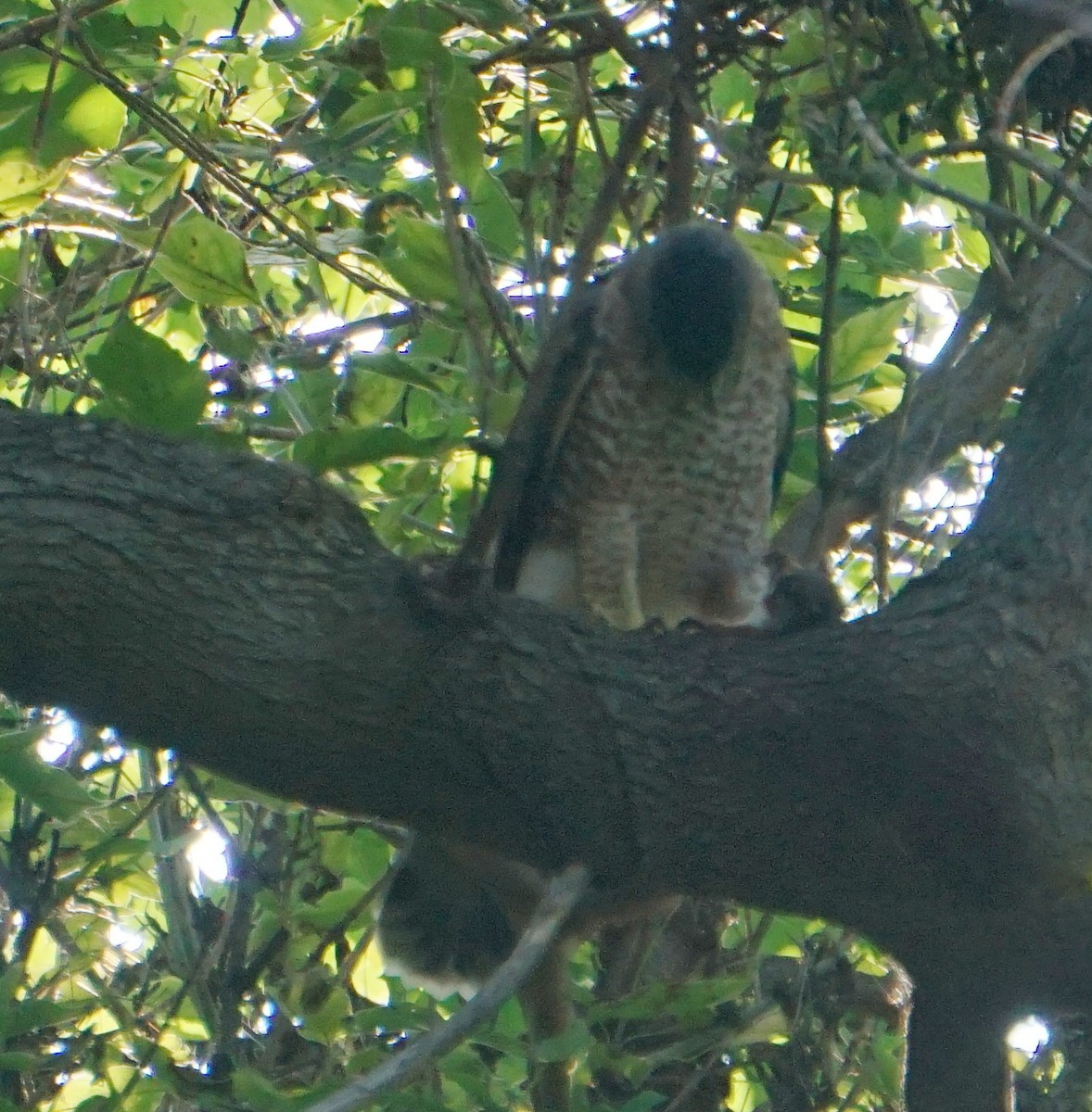 Cooper's Hawk - ML267892571