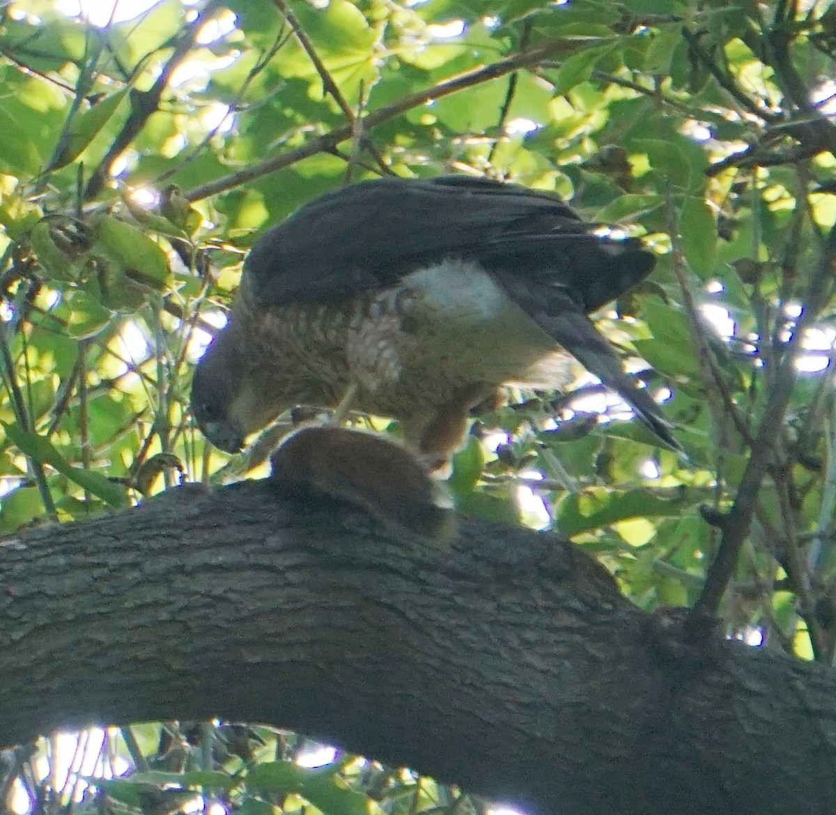 Cooper's Hawk - ML267892671