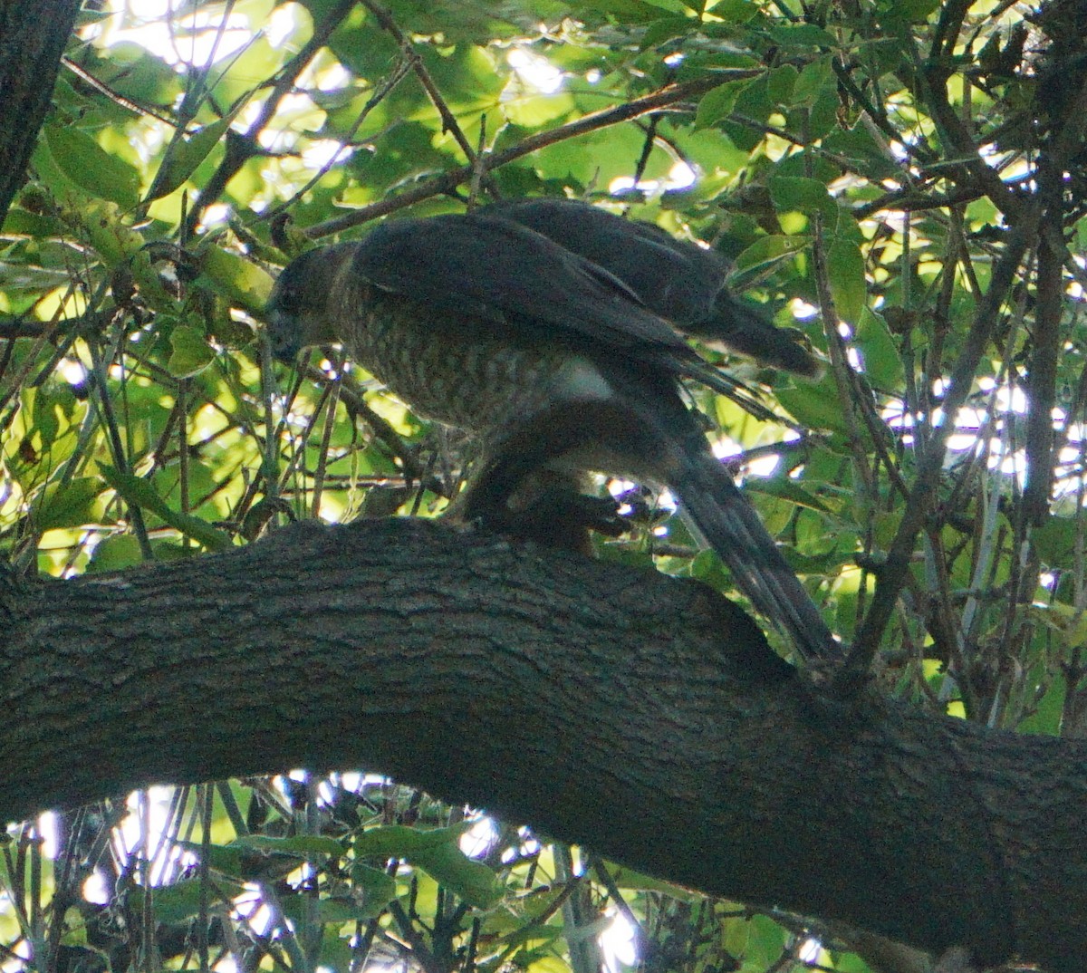 Cooper's Hawk - ML267892781