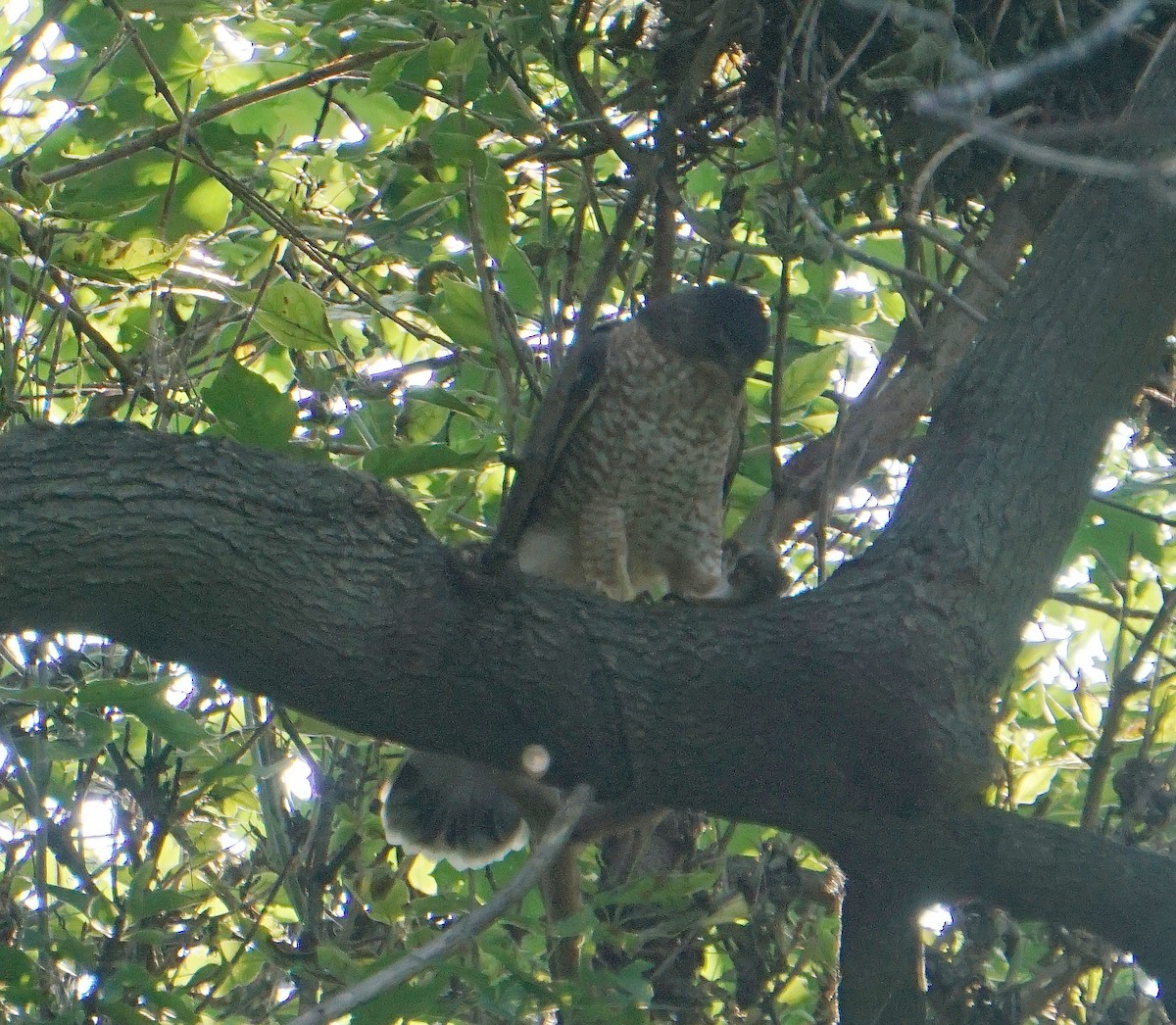 Cooper's Hawk - ML267892911