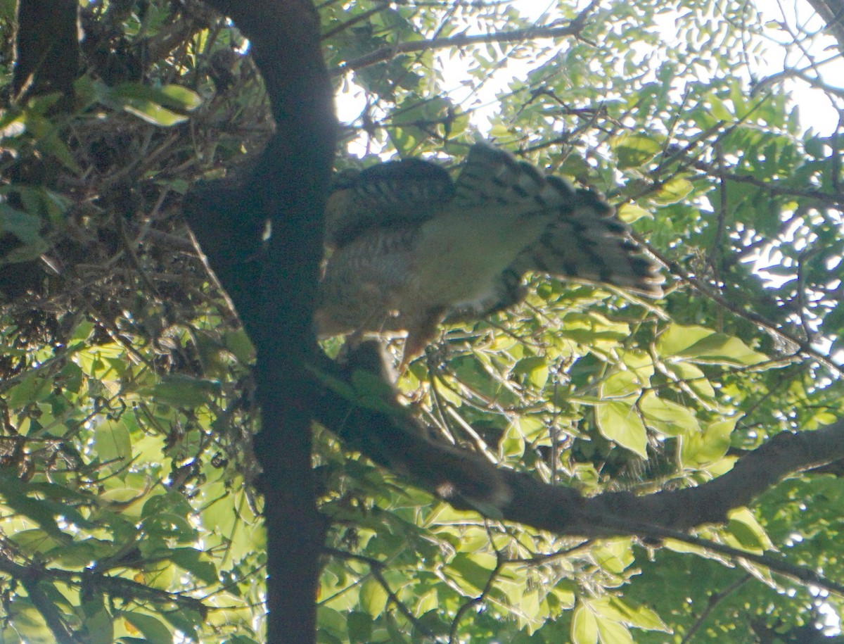 Cooper's Hawk - ML267892991