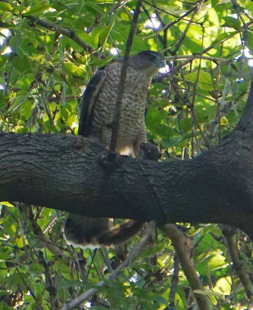 Cooper's Hawk - ML267893071