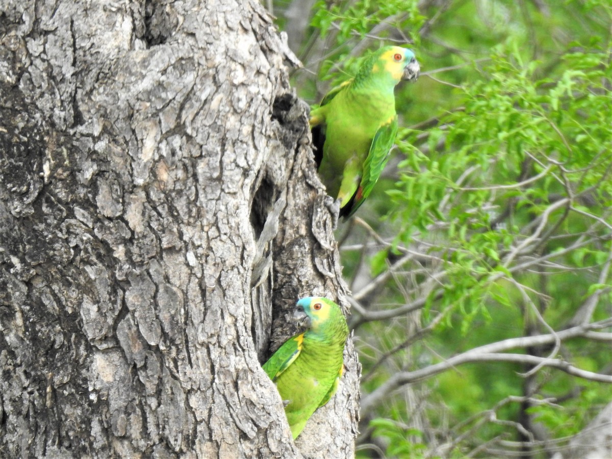 Turquoise-fronted Parrot - ML267898081
