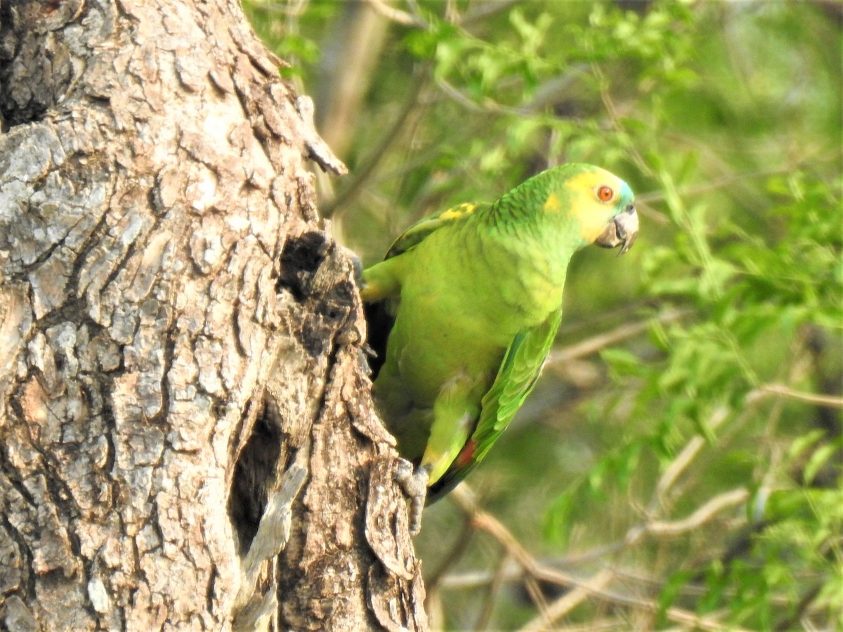 Turquoise-fronted Parrot - ML267898221