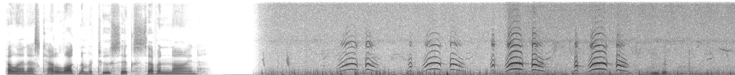 California Quail - ML2679