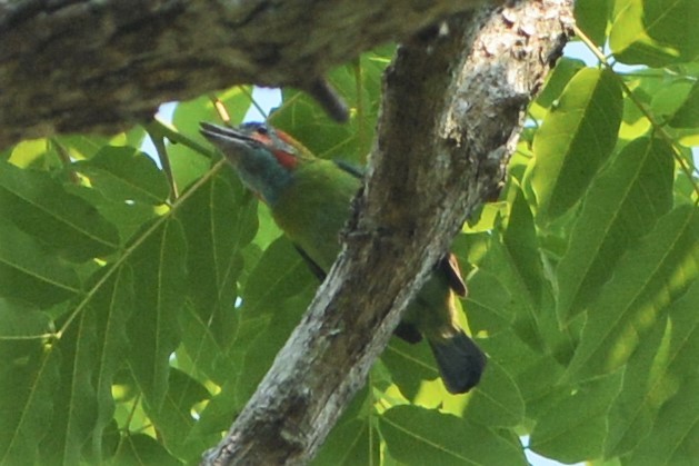 Blue-eared Barbet - David Hollie