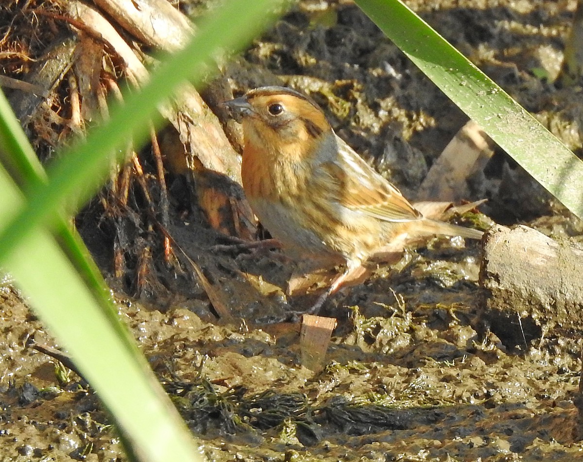 Nelson's Sparrow - ML267900441