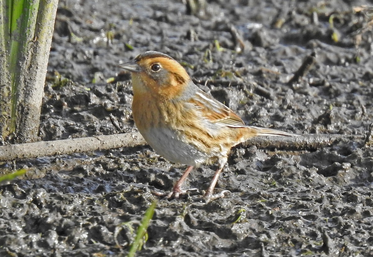 Nelson's Sparrow - ML267900451