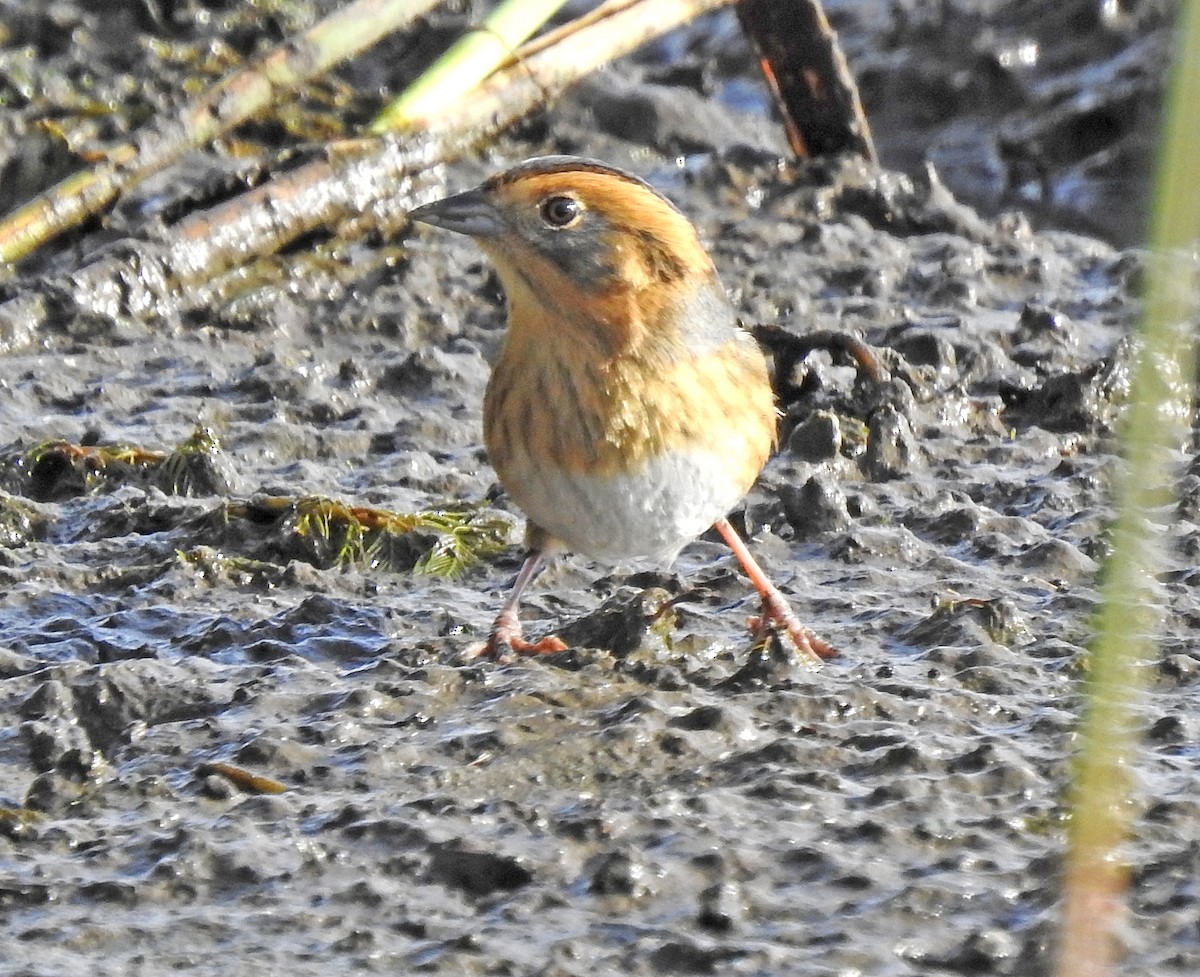 Nelson's Sparrow - ML267900471