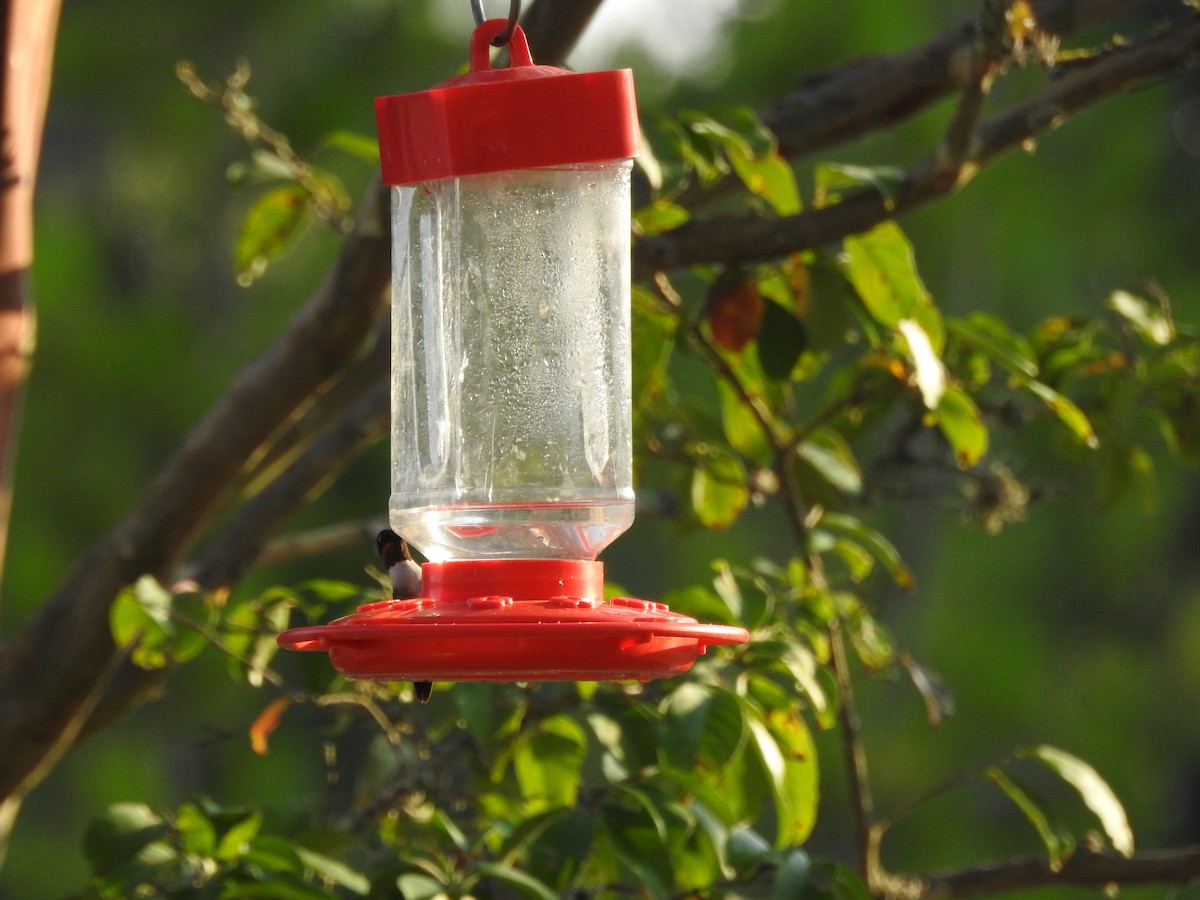 Ruby-throated Hummingbird - ML267900601