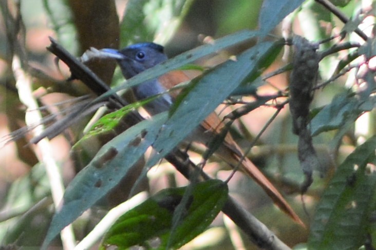 Blyth's Paradise-Flycatcher - ML26790061