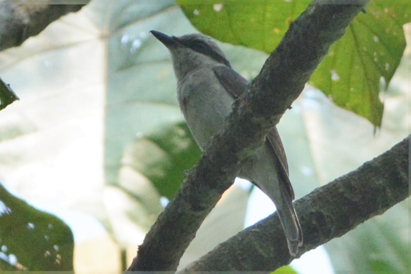 Large Woodshrike - ML26790091