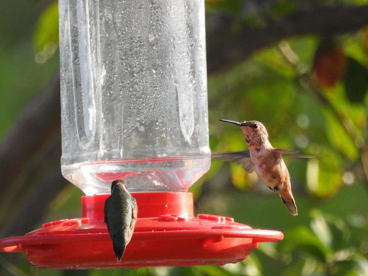 Rufous Hummingbird - ML267900921
