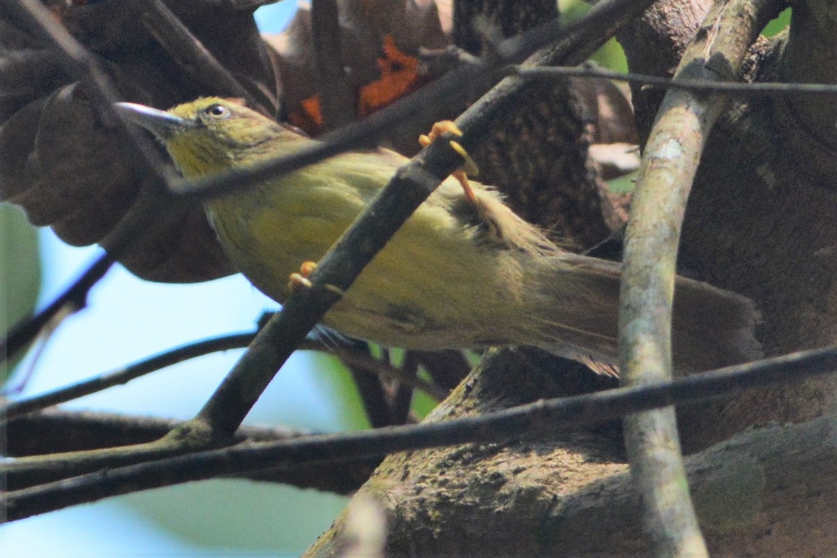 Pin-striped Tit-Babbler - ML26790131