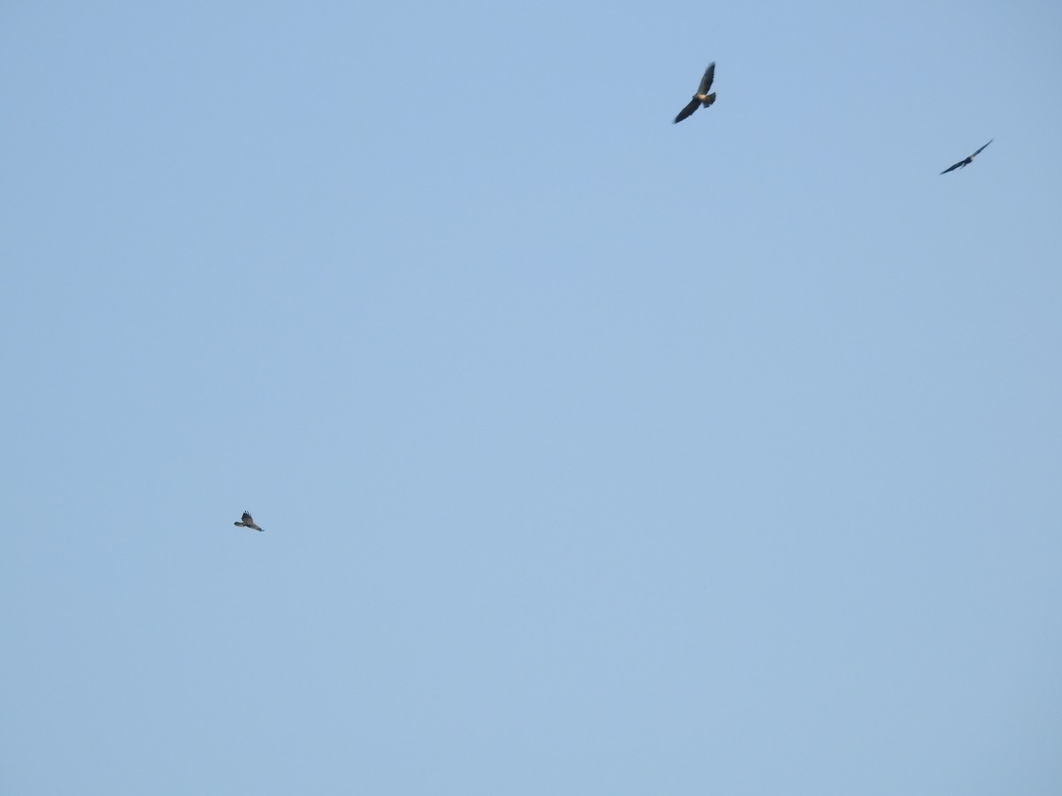 Swainson's Hawk - ML267901651