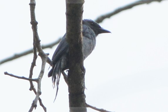 Black-winged Cuckooshrike - ML26790181