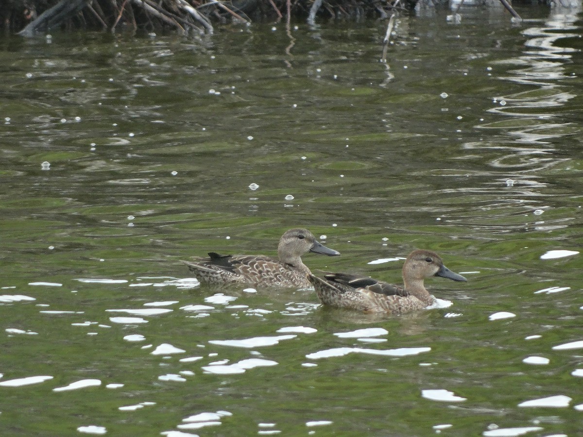 Blue-winged Teal - ML267901811