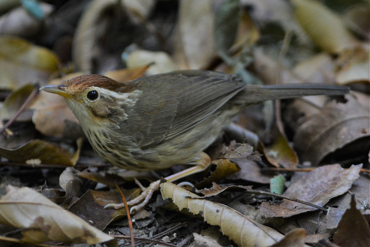 Puff-throated Babbler - ML26790191